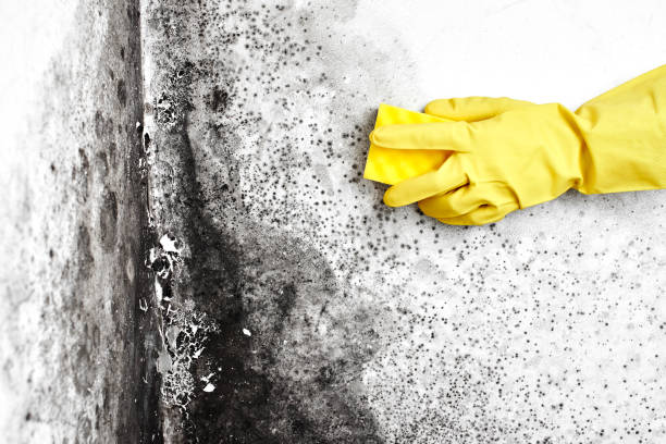 Best Basement Mold Remediation in Sea Isle City, NJ