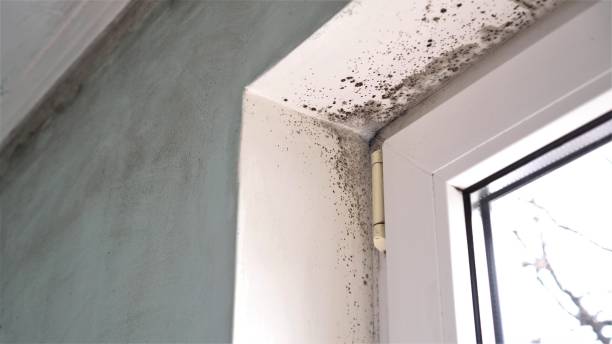 Best Attic Mold Remediation in Sea Isle City, NJ