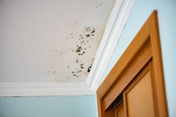 Best Emergency Mold Remediation in Sea Isle City, NJ